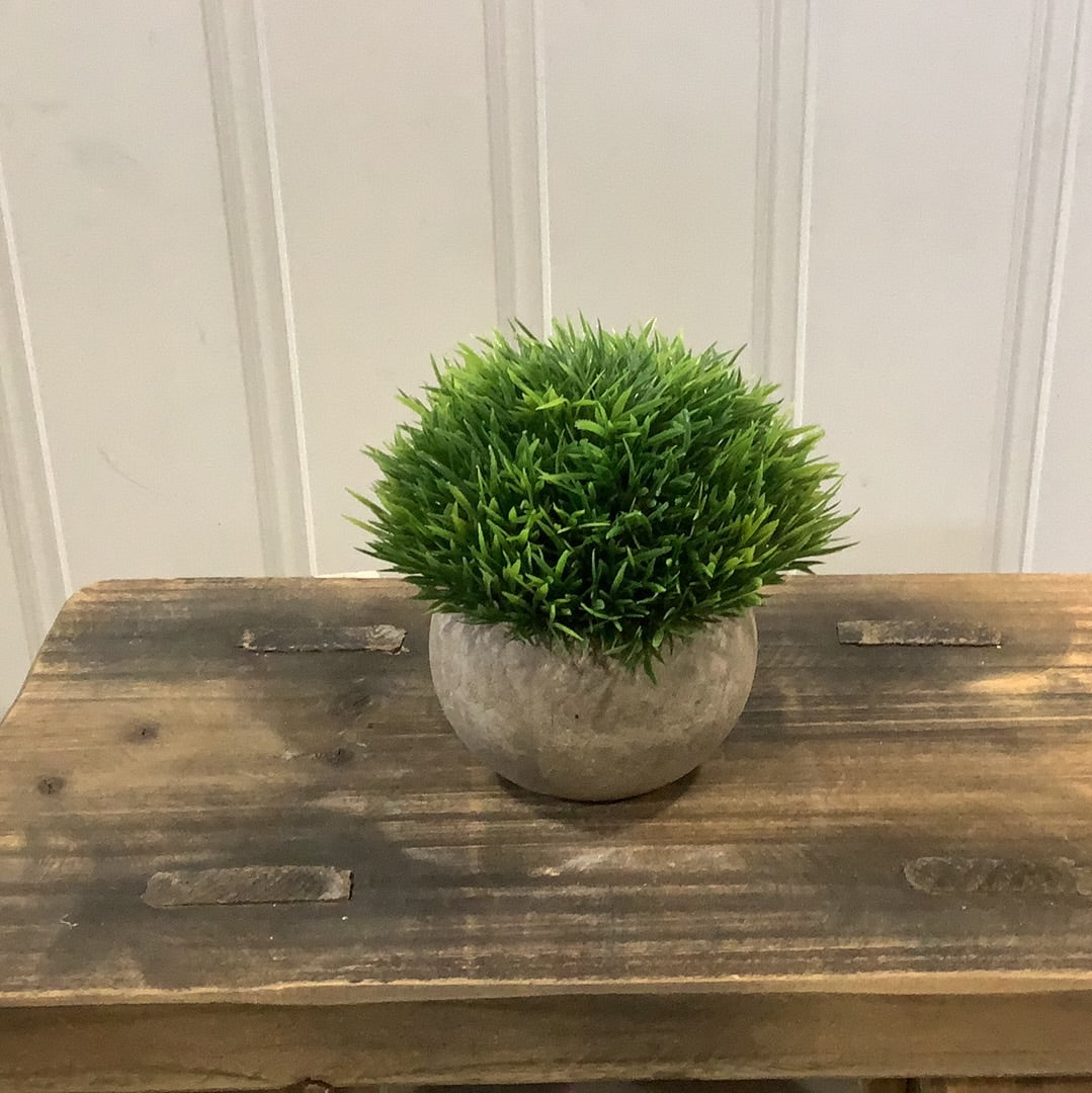 CB782 Grass / Potted