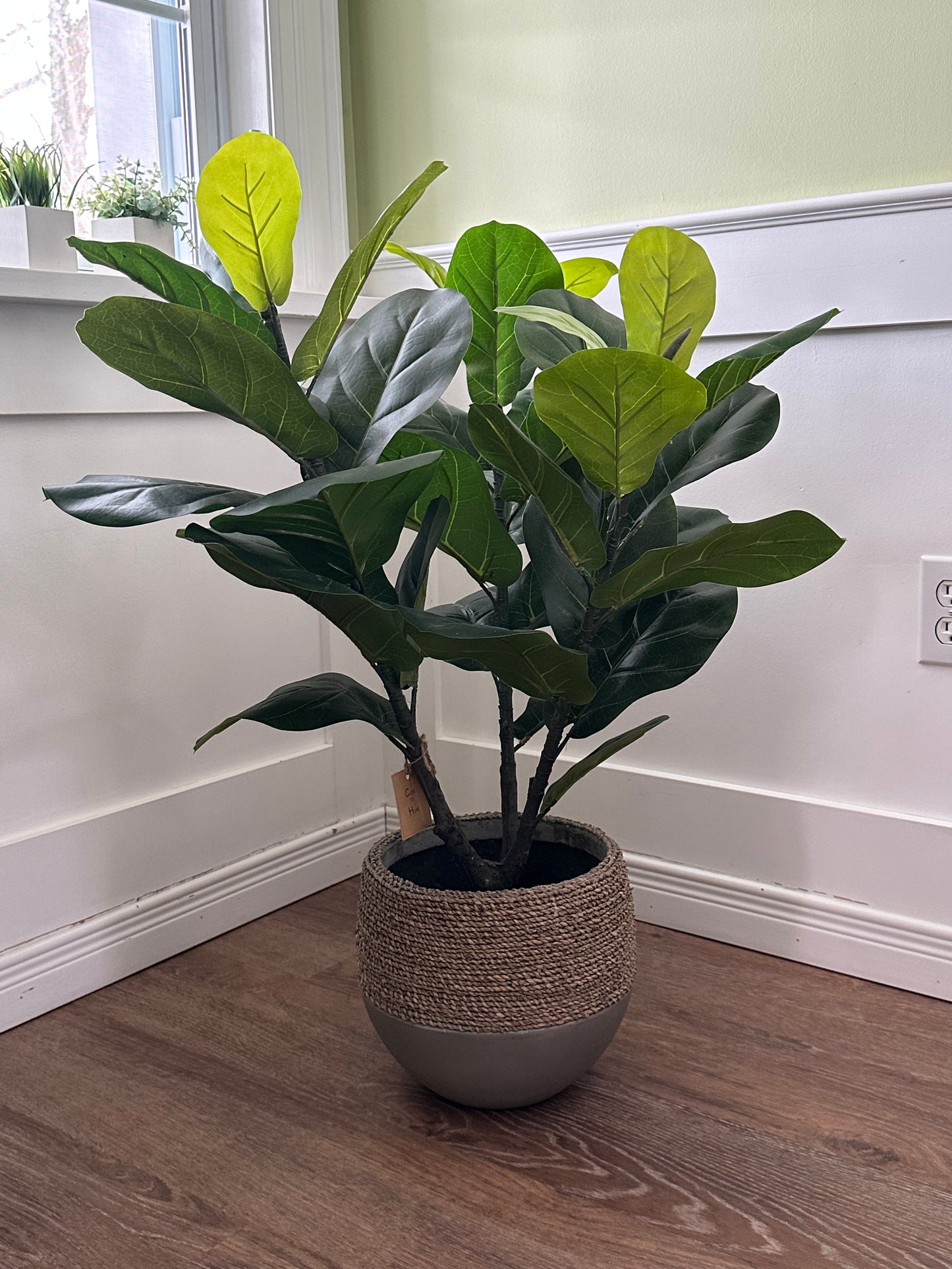 CMC277 Tree / Fiddle Leaf - pick-up only