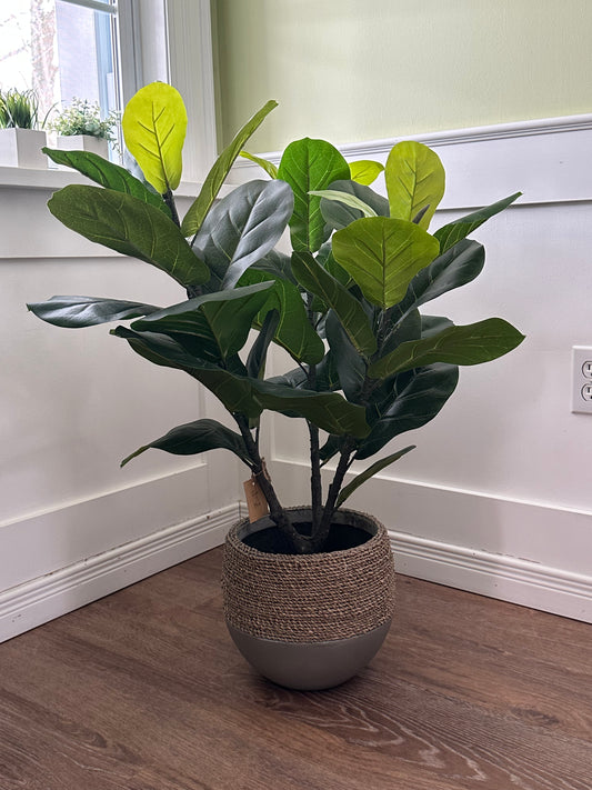 Tree / Fiddle Leaf (CMC277) - pick-up only