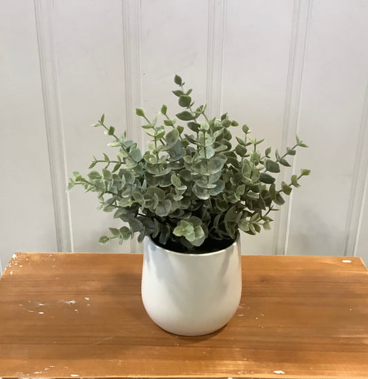CB425 -Eucalyptus in White Ceramic Pot