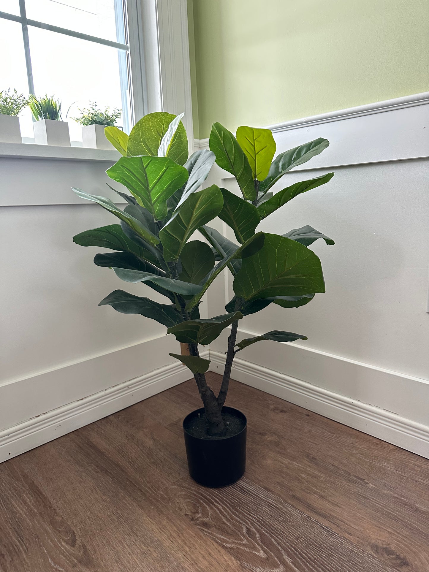 CMC277 Tree / Fiddle Leaf - pick-up only