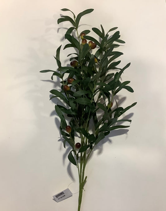 Olive Branch (CMC167)