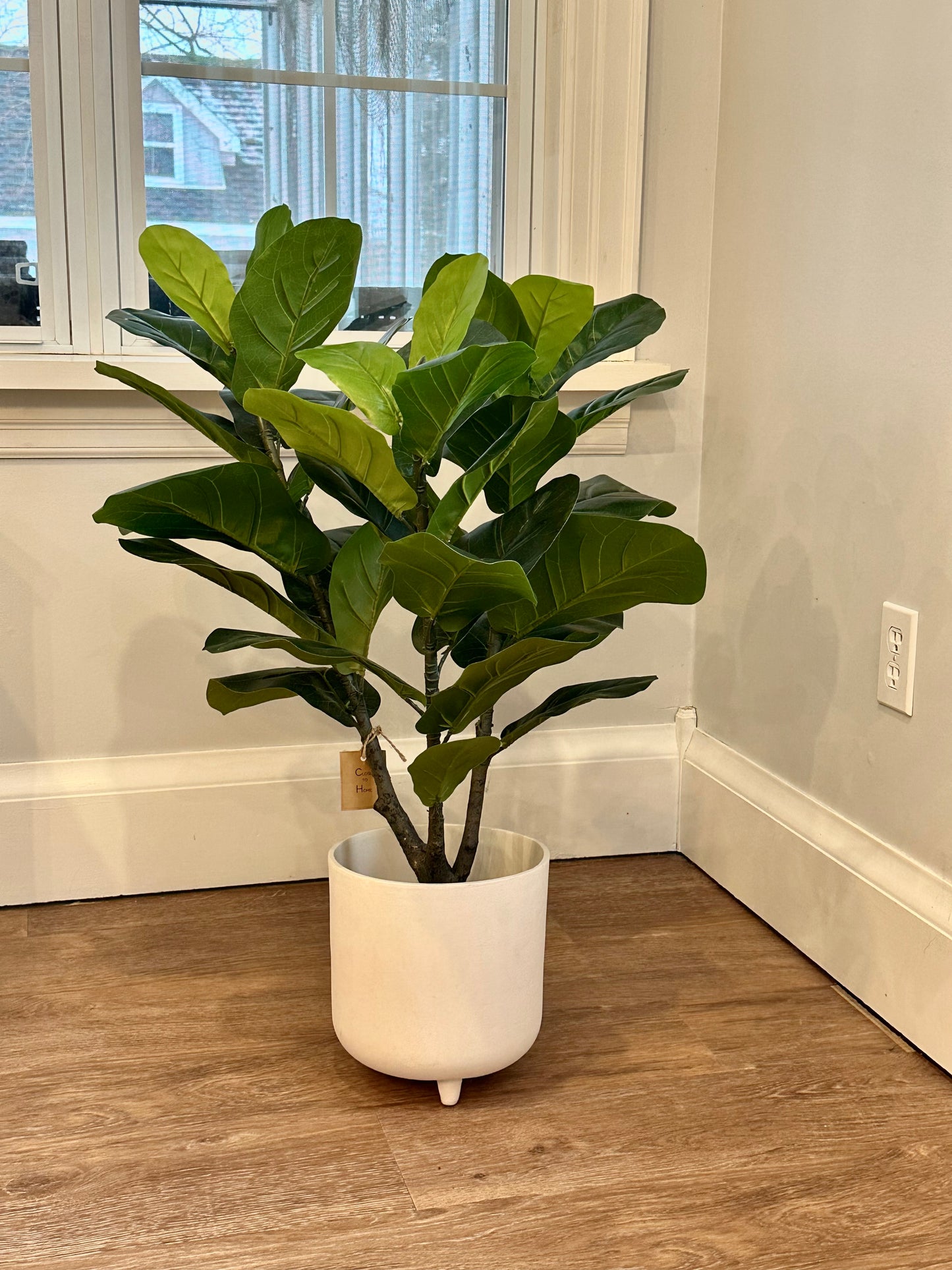 CMC277 Tree / Fiddle Leaf - pick-up only