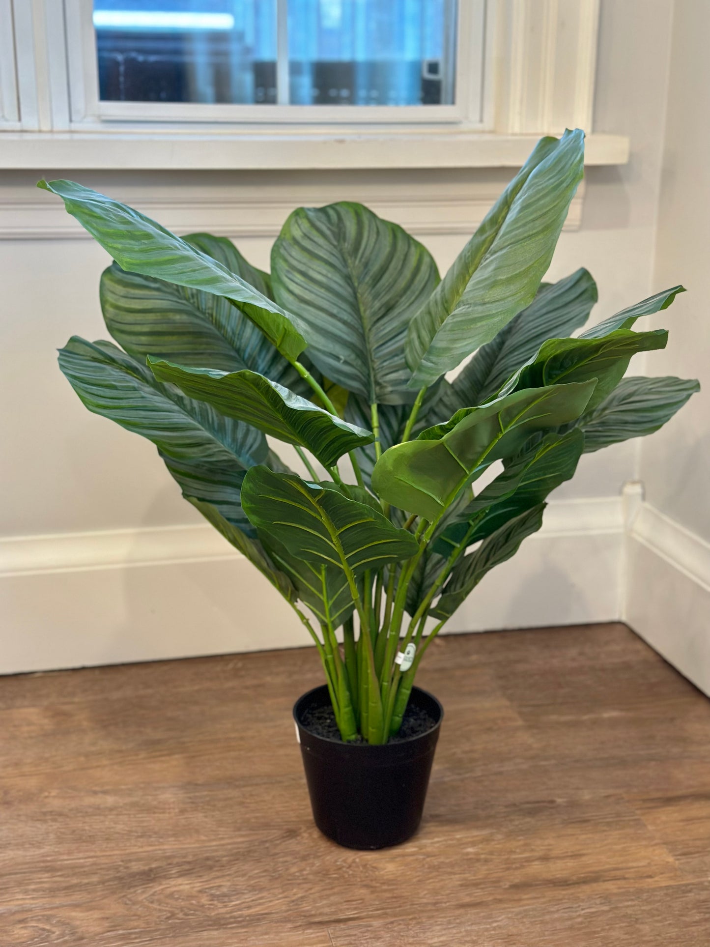 CMC339 Plant / Calathea