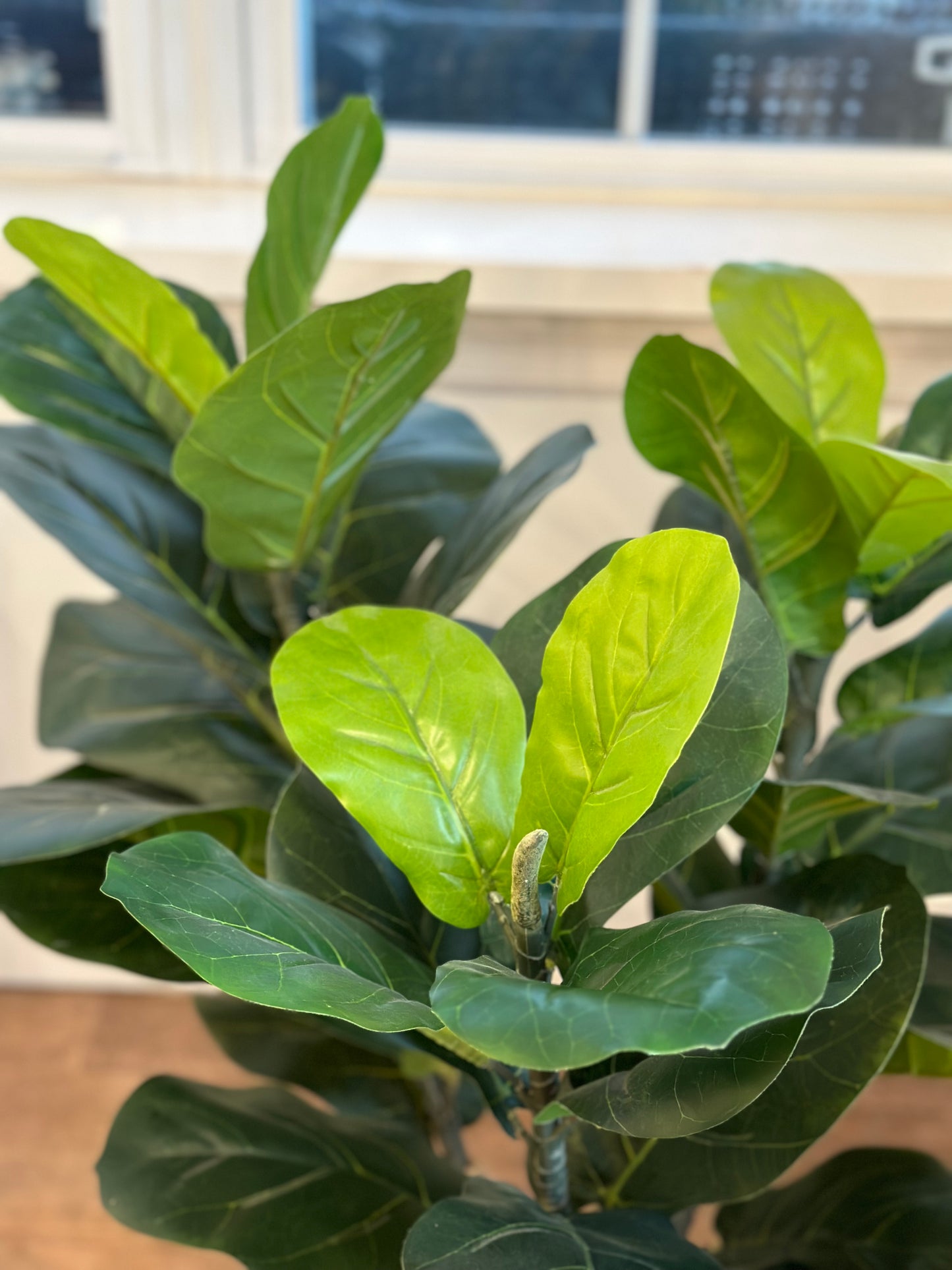 CMC277 Tree / Fiddle Leaf - pick-up only