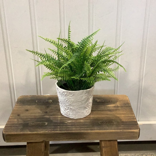 GC934 Fern / Potted