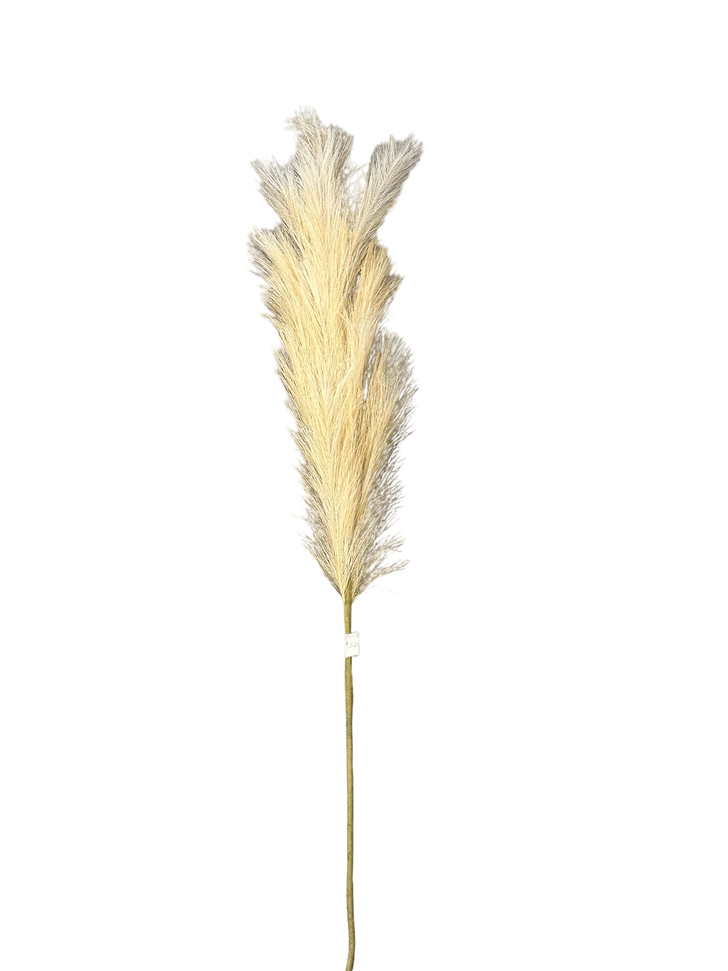 CMC084  Pampas Grass Spray