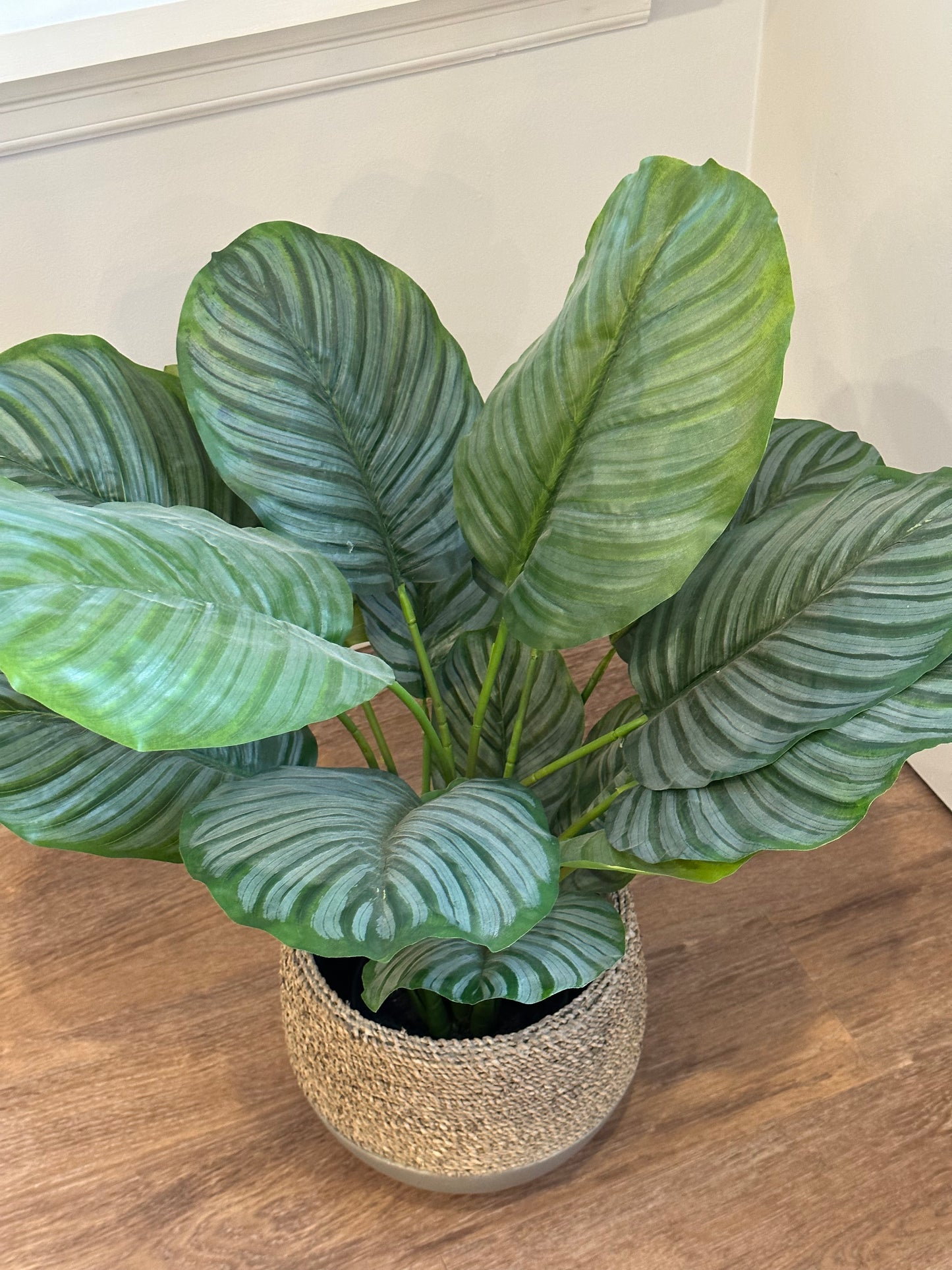 CMC339 Plant / Calathea