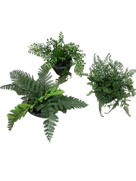 RZ2147A/B/C Greenery / Ferns