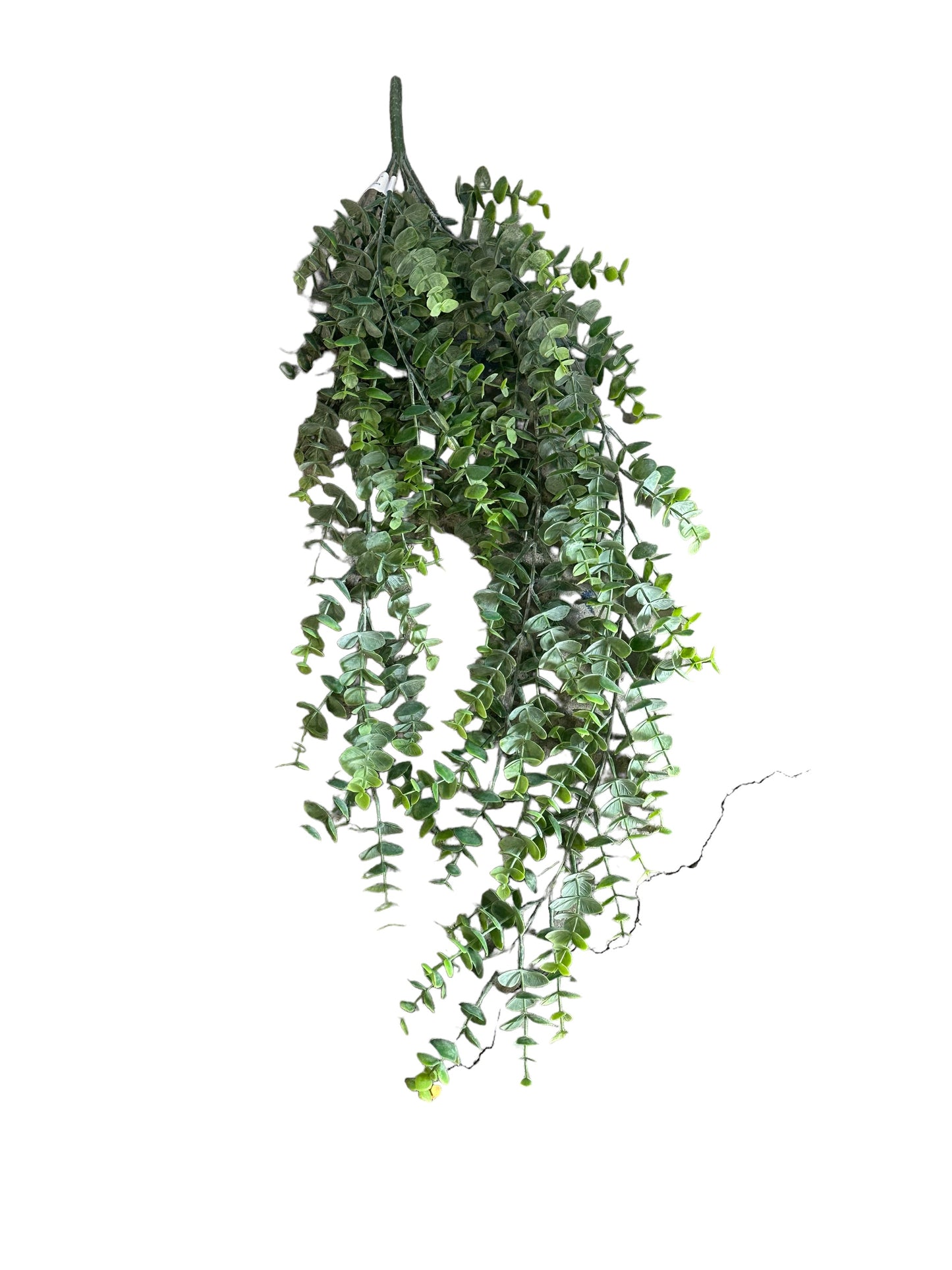 Eucalyptus/hanging plant (CMC057)