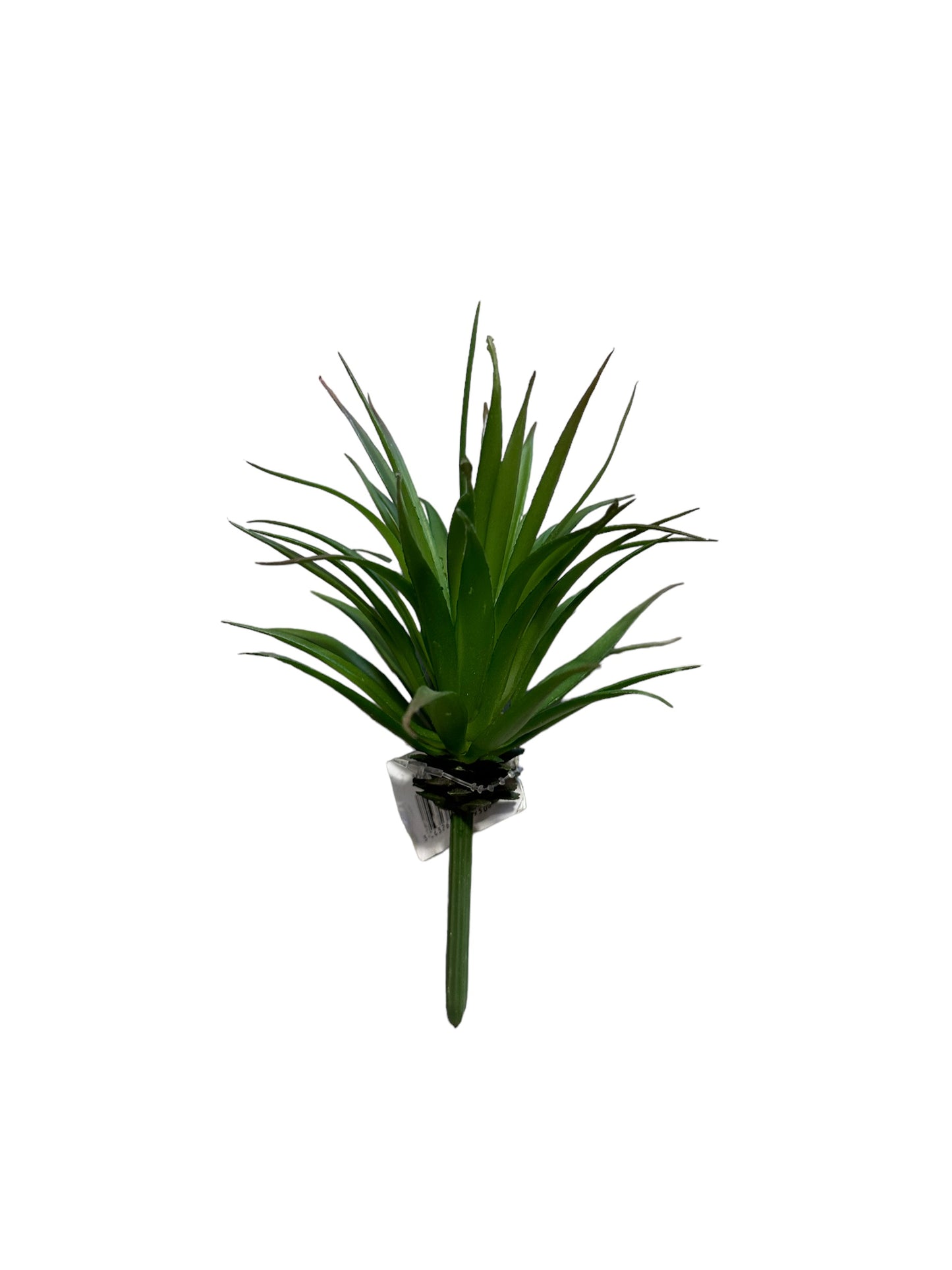 Yucca Succulent Plant  (CMC063)