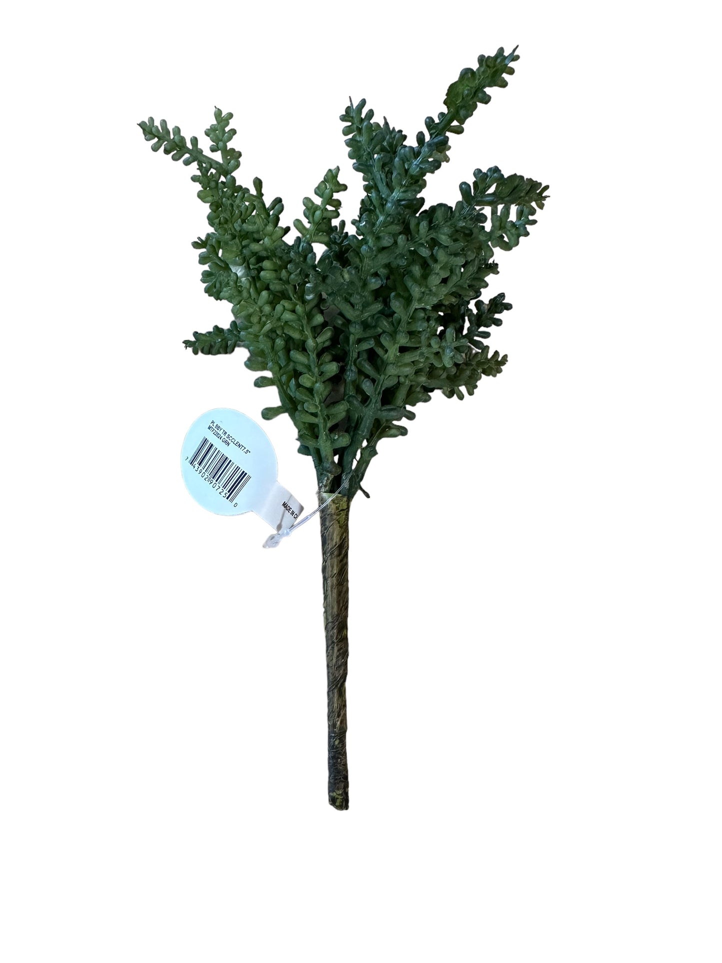 Succulent (CMC833)