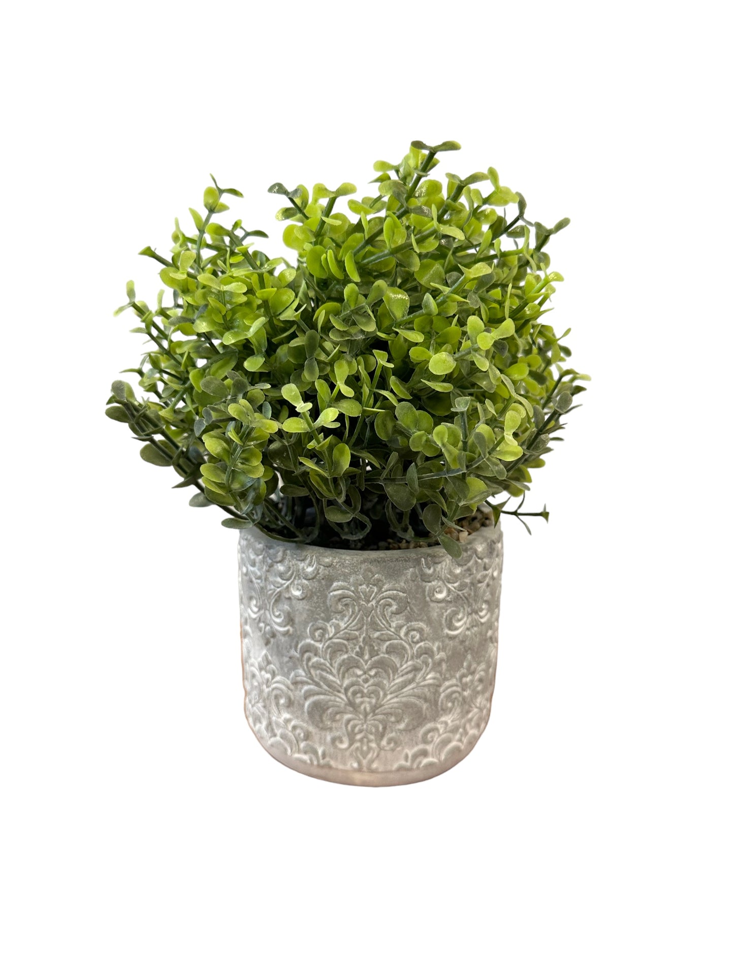 NOS3490 - Eucalyptus / Potted