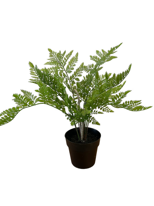 Potted Fern (NOS7643)