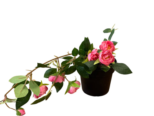 Potted Roses (IK06)