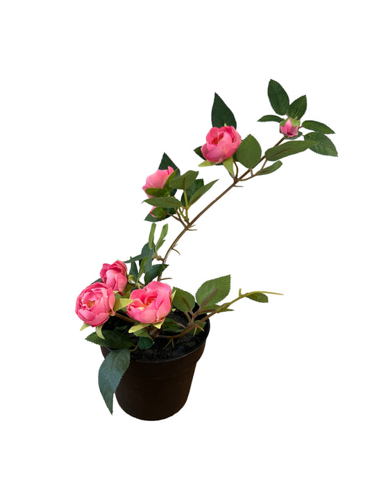 Potted Roses (IK06)
