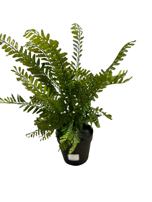 P0253 Potted Fern plant