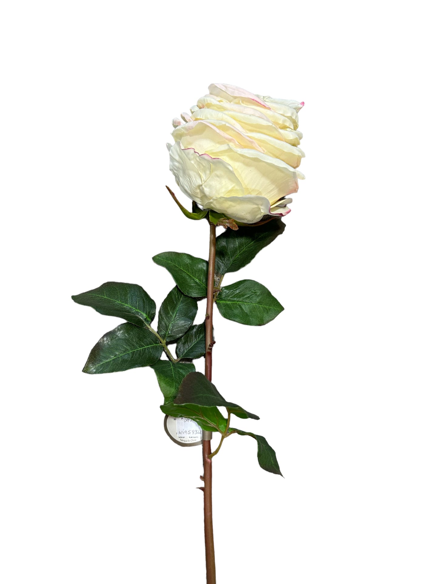 WIN5932 - Cream Hybrid Garden Rose