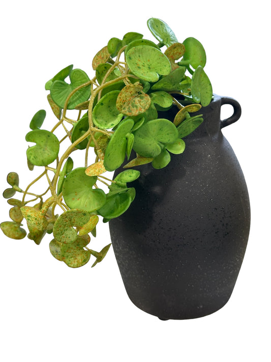 CMC945 - Hanging bush / Pilea