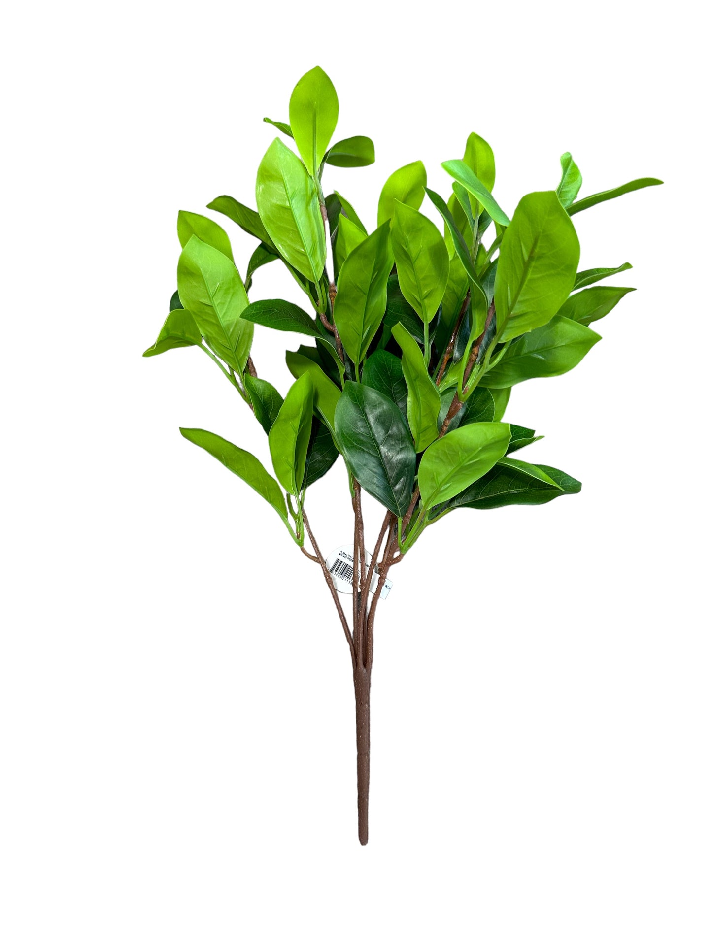 CMC963GR - Laurel leaf bush
